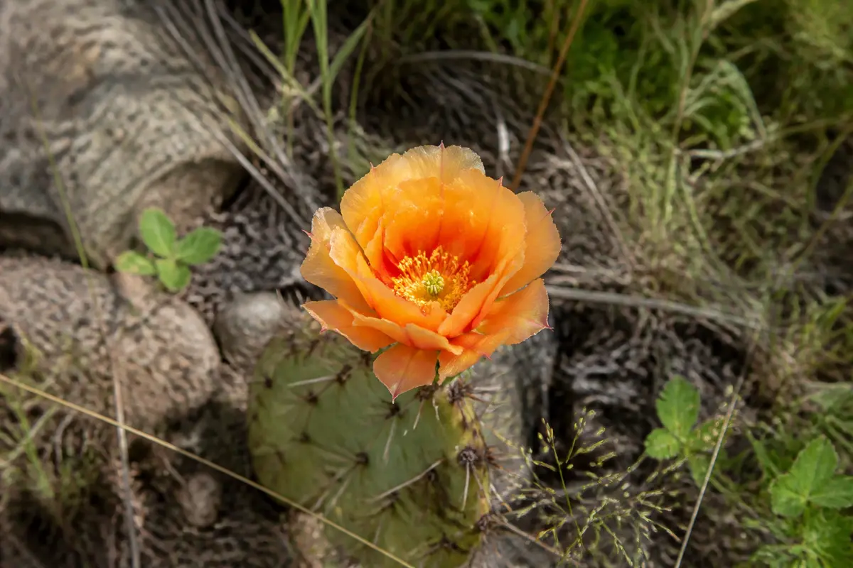 Fleur de Cactus : Découvrez ses bienfaits étonnants !